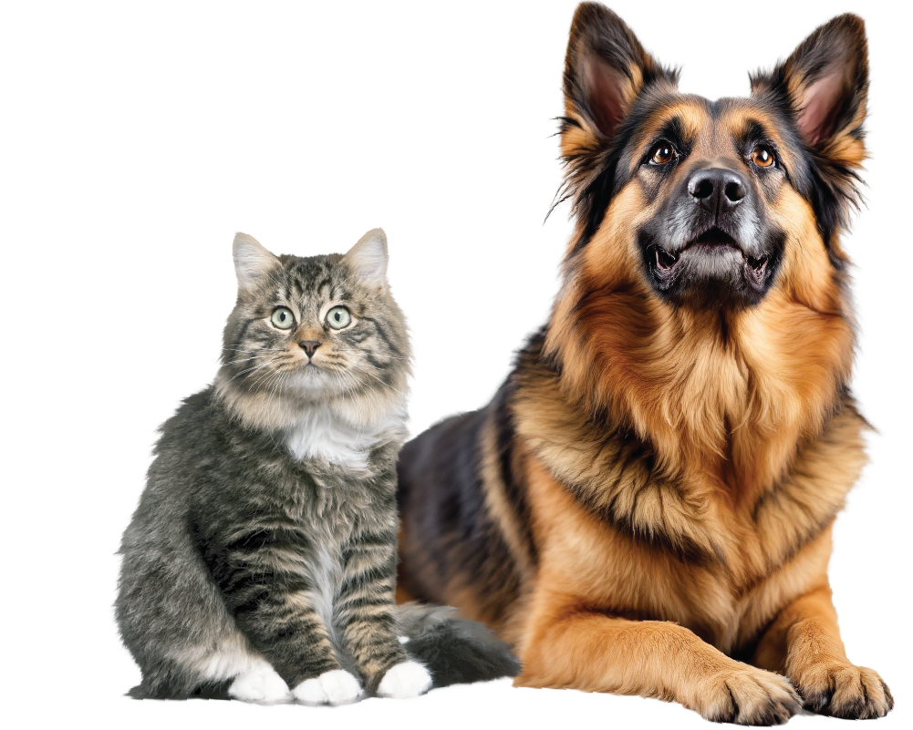 Dog and cat
