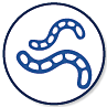 Worms