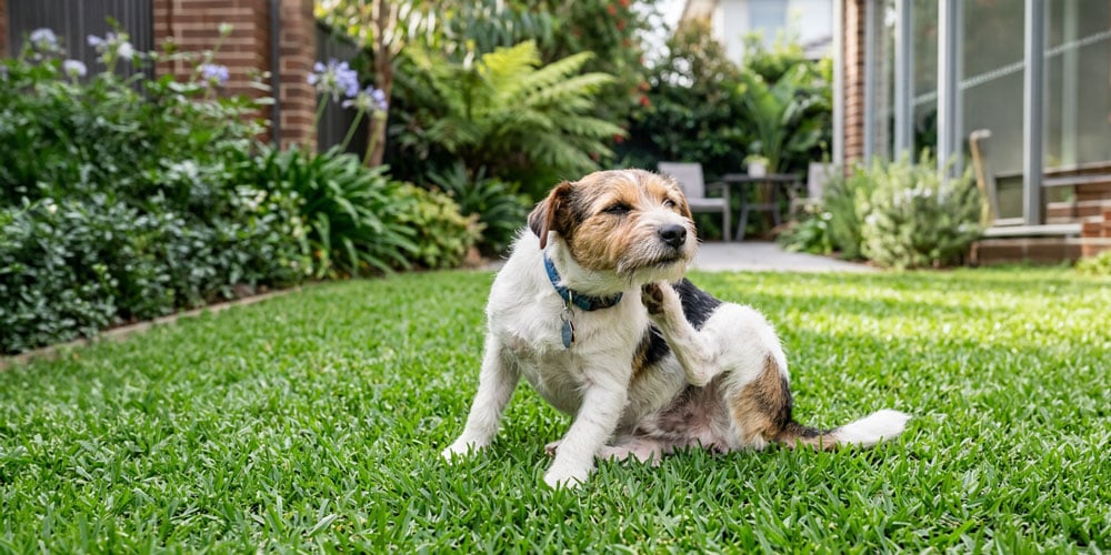 Why Is Your Dog So Itchy During Winter?