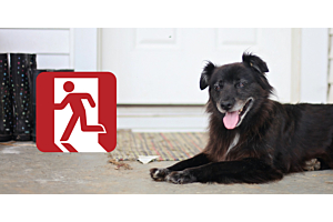 Including Your Pets in Your Emergency Plans