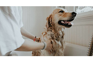A dog is being washed in a bathtub 