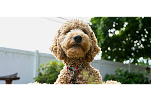Fluffy dog sitting outside