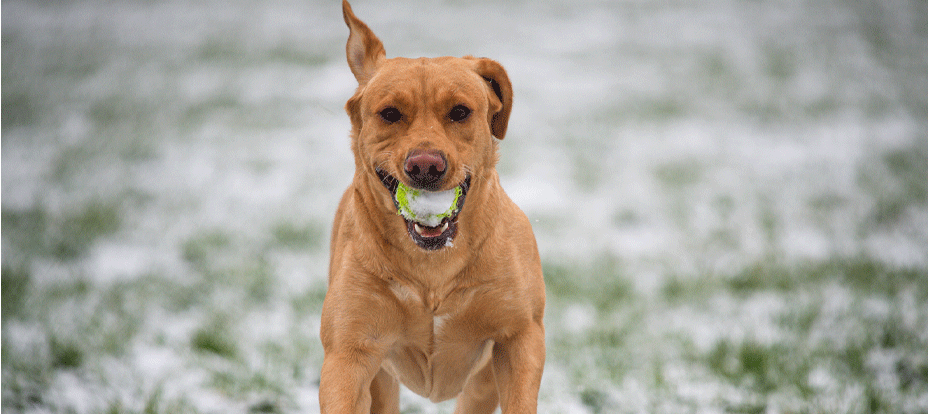 Dog In Winter