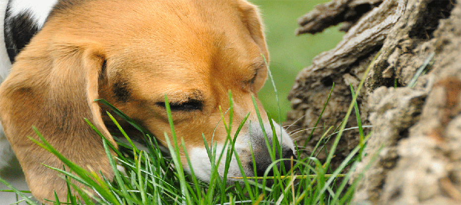 Beagle Eating Grass
