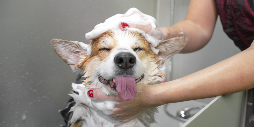 Dog Being Washed