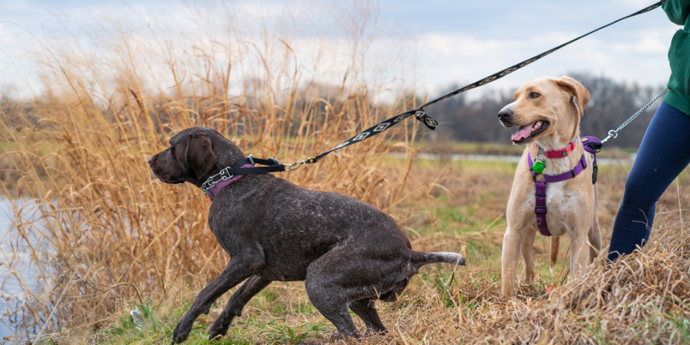 Dog Pulling On Lead