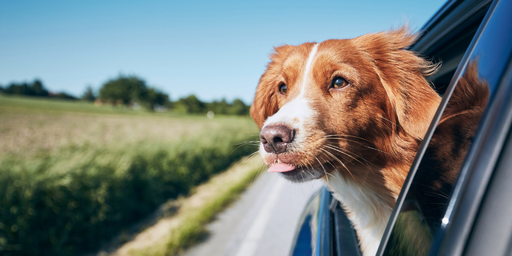 Essential Guide to Travelling with Your Dog: Packing for Every Adventure