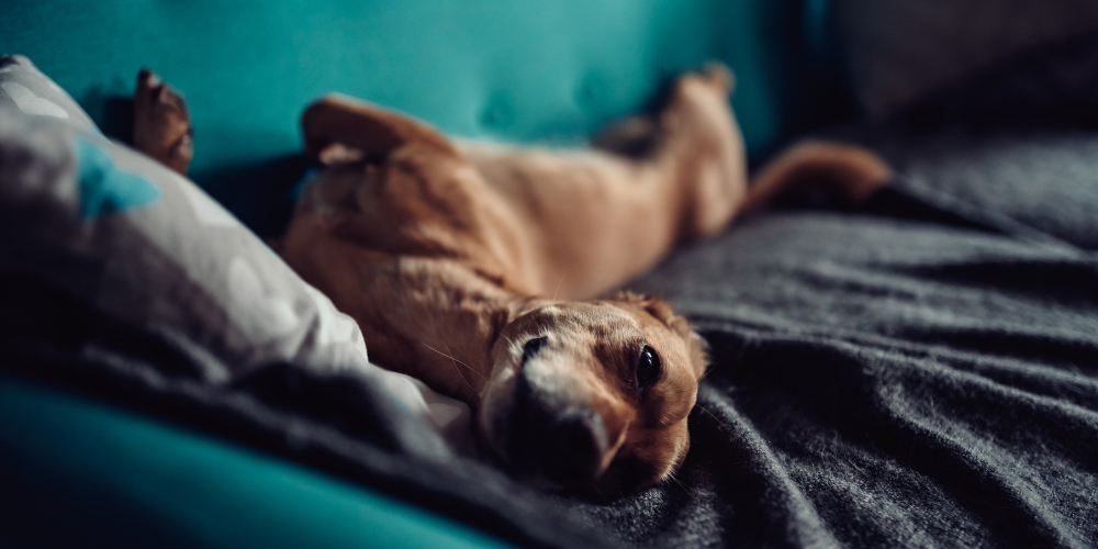 Is Your Dog Annoyed With You?