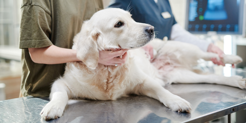 Poisons and Toxins for Pets