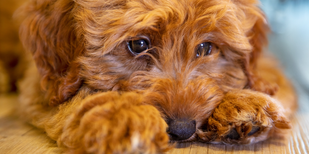 Can Dogs Cry?