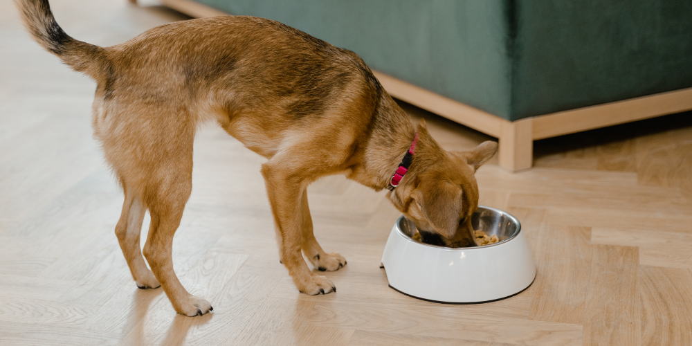 Dog Eating