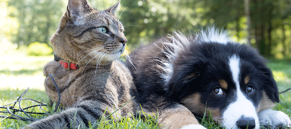 Cat-Dog-Grass