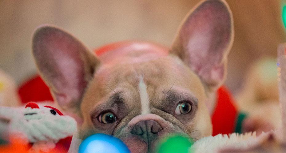 Frenchie Looking At Food On Table