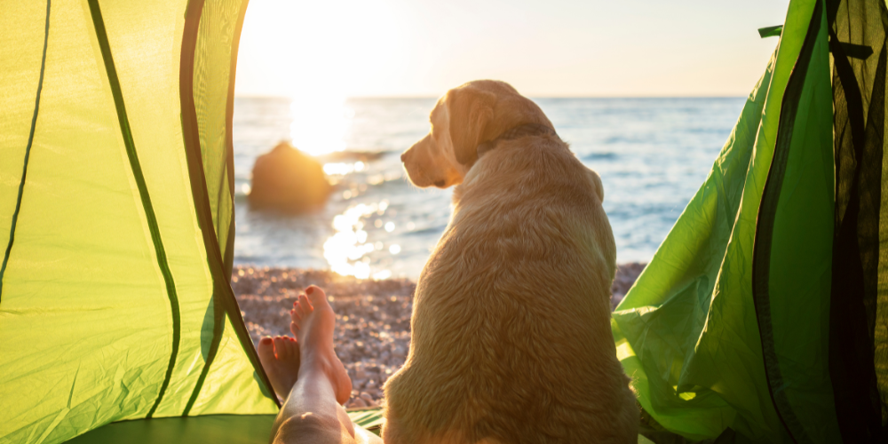 Camping Essentials For You and Your Dog