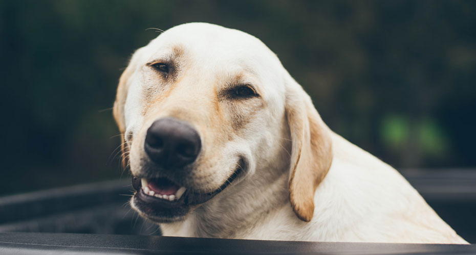 SMiling-Labrador-7-ways-you-are-shortening-your-dogs-life