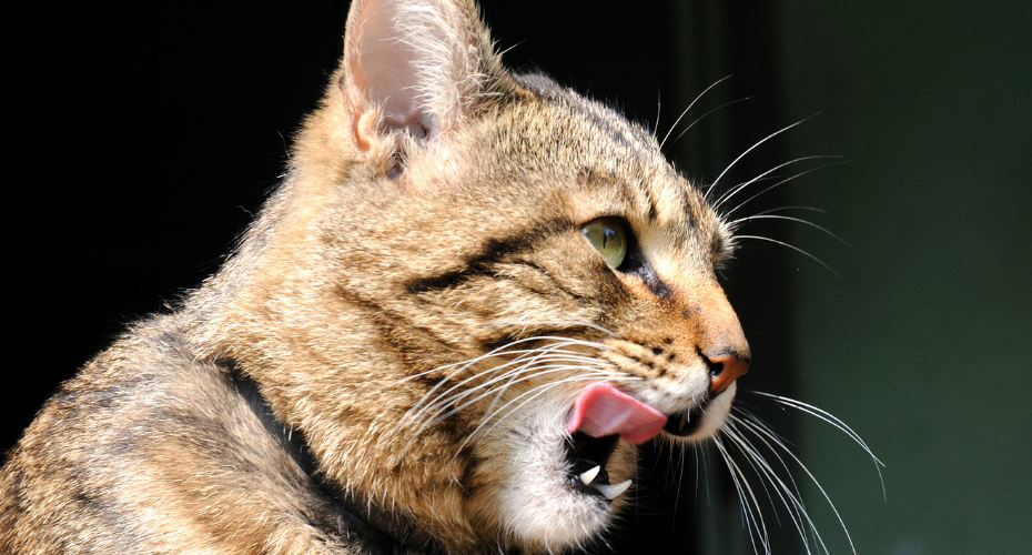 Cat licking 