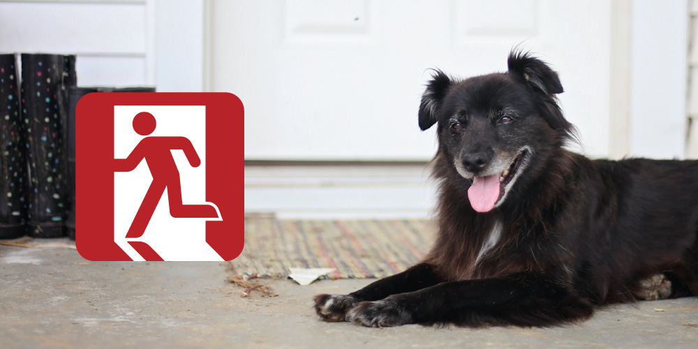Including Your Pets in Your Emergency Plans