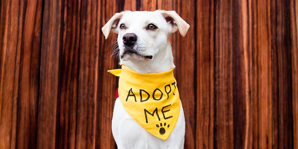 Adopt or Shop a Pet: Making the Right Choice
