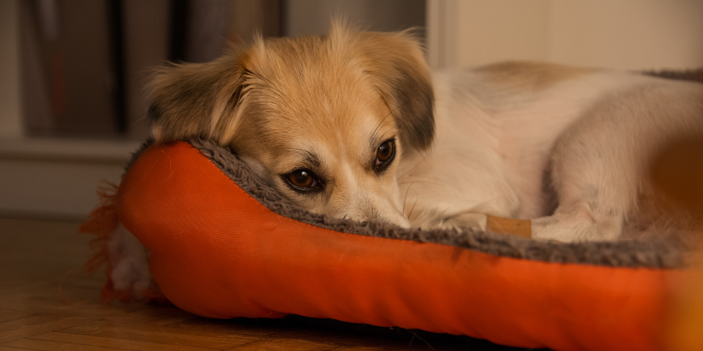 3 Key Signs Your Dog Might Be Stressed (And How to Help)
