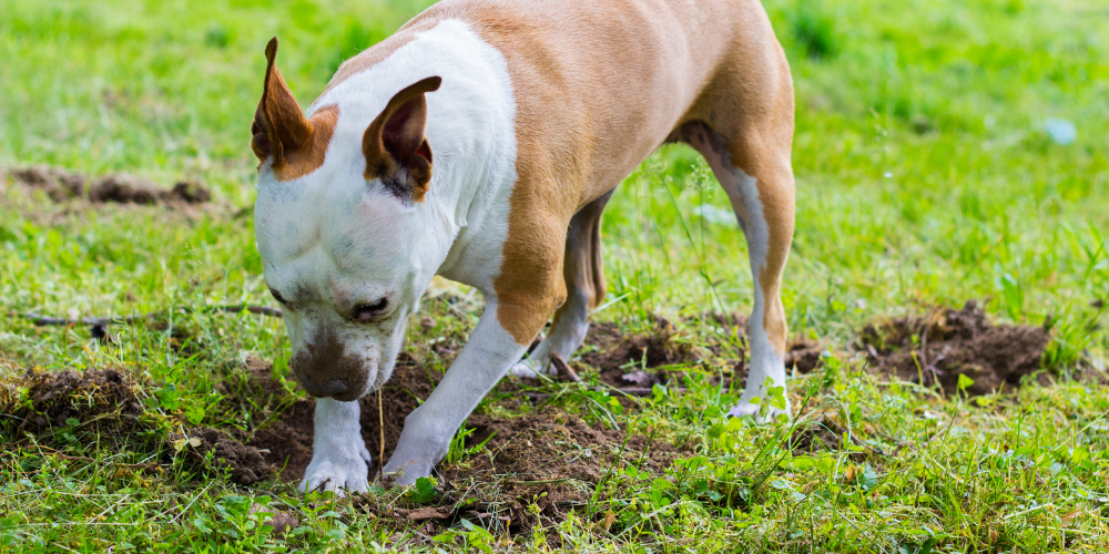Dog Digging