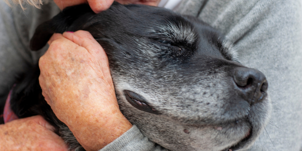 Old dog