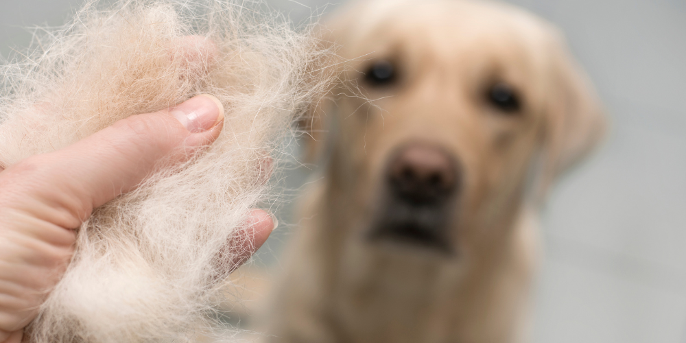 Dog shedding