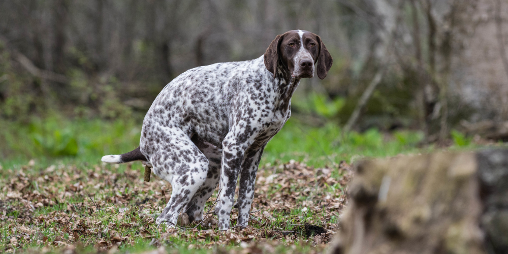Dog Squatting and staring