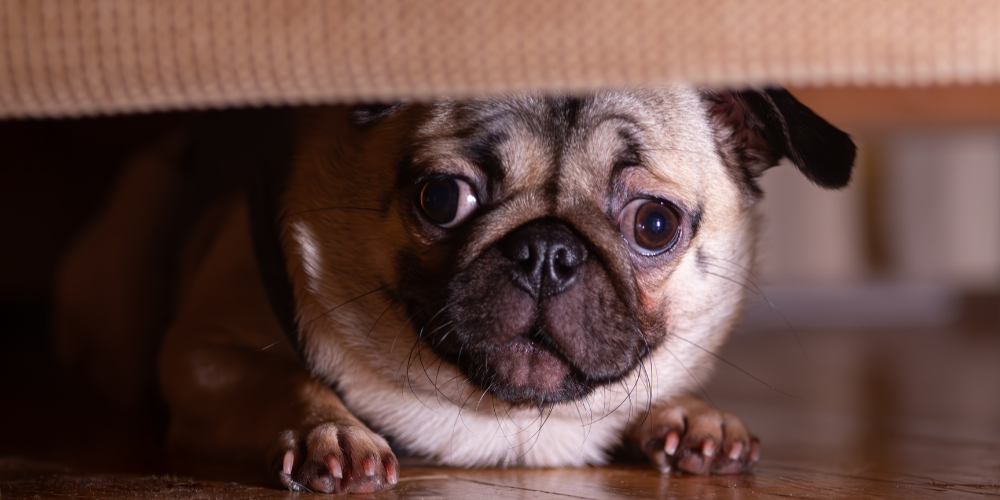 Helping Your Dog Through Storm Season in Australia