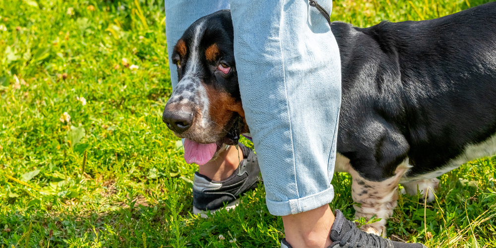 Basset Hound Between Legs