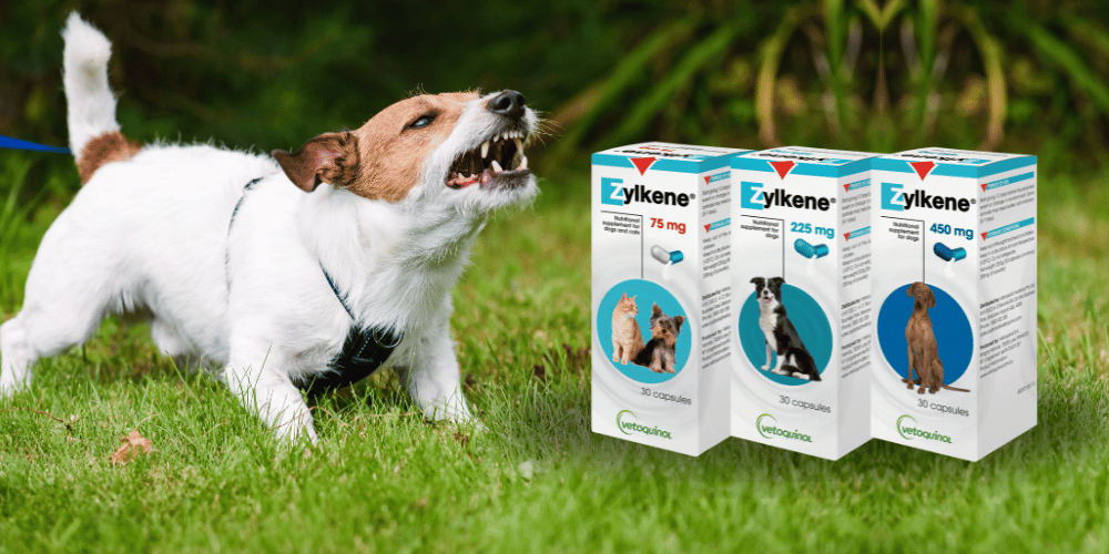 Barking dog solution Zylkene