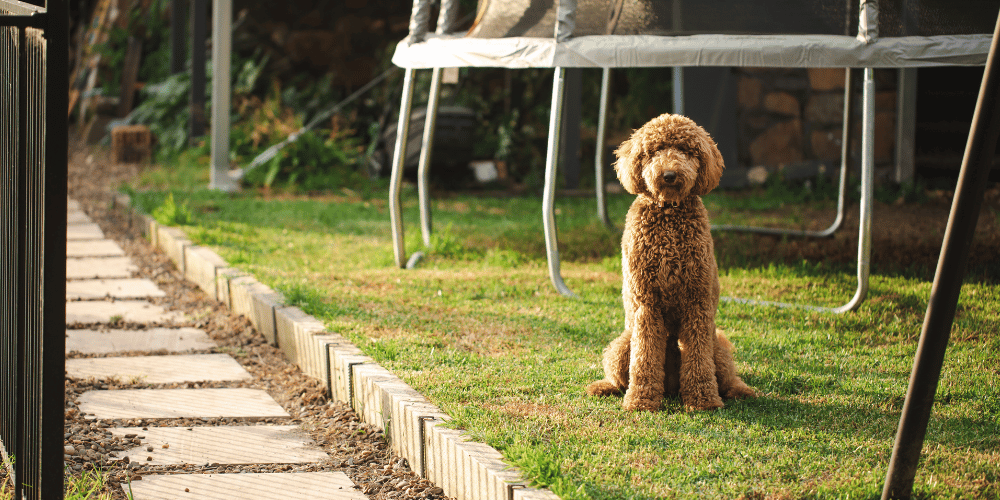 Is Your Dog Barking When You're Not Home?