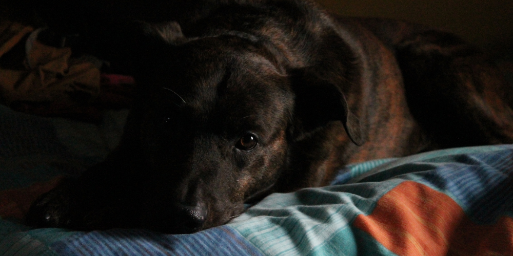Dog In Dark Room