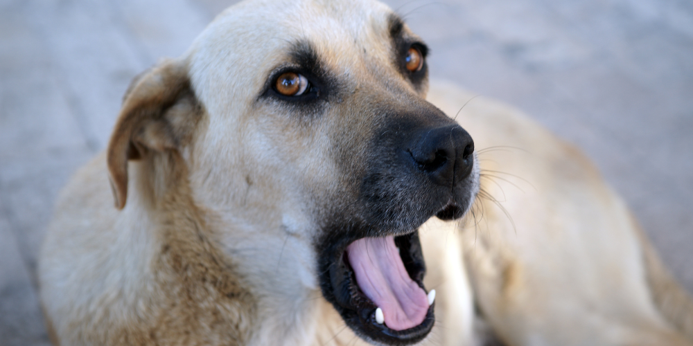 Bad Breath In Dogs