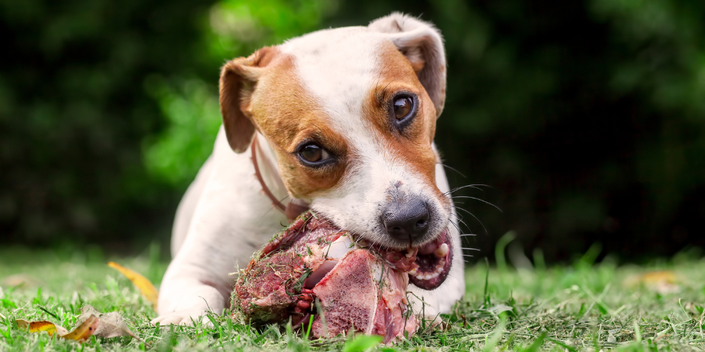 Bones for Dogs