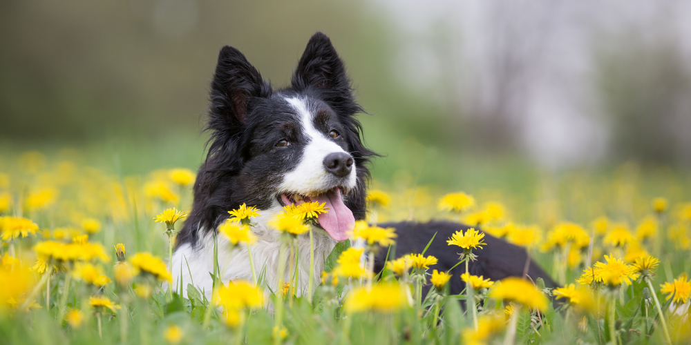 Seasonal Allergies in Pets