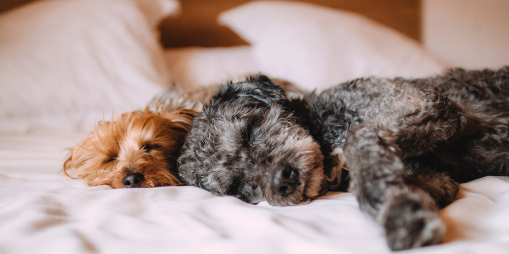 Should You Let Your Dog Sleep in Your Bed?