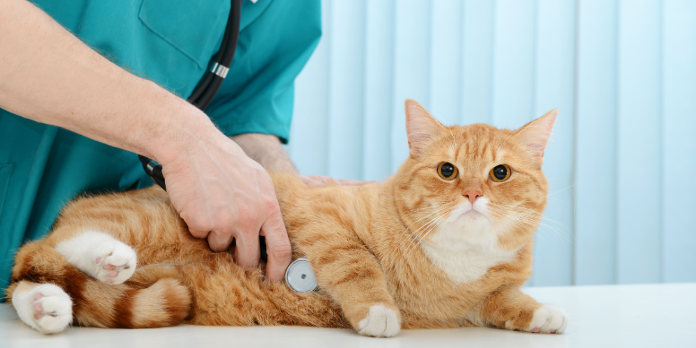 Chronic Kidney Disease in Cats