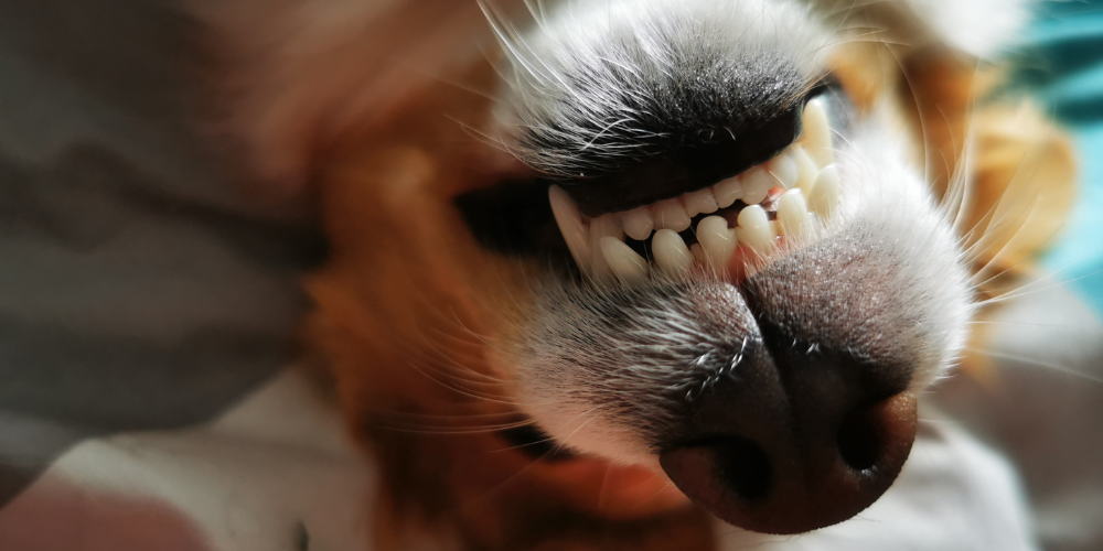 Dog showing teeth