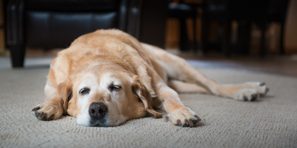 Sad dog laying down