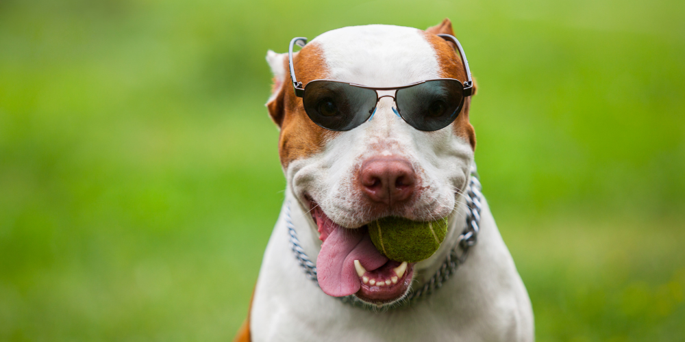 Dog in sunglasses
