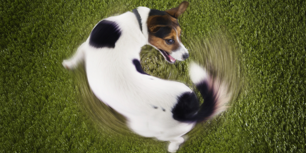 Dog Chasing Tail