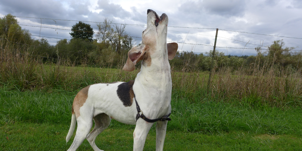 Dog Howling
