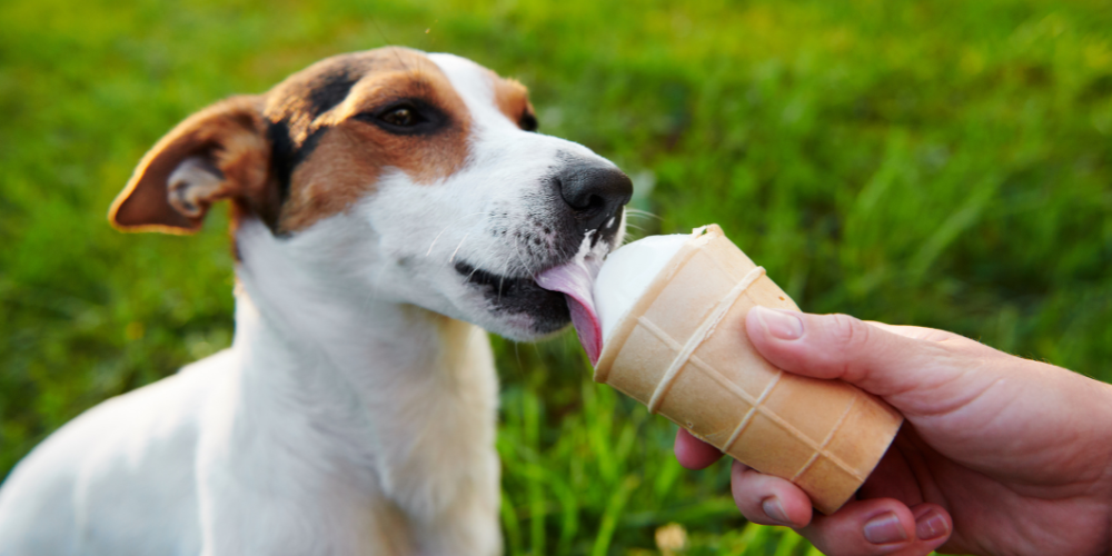 Dog Licking Icecream