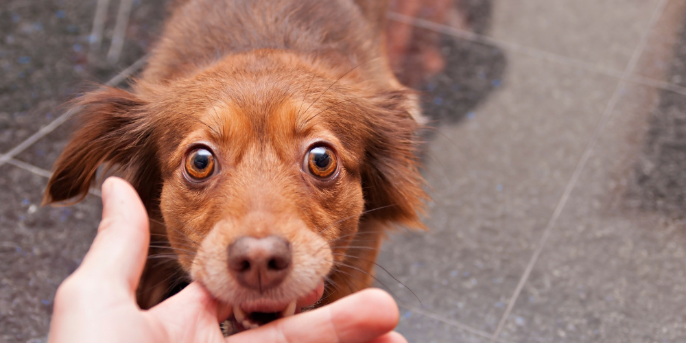 Dog Biting Finger