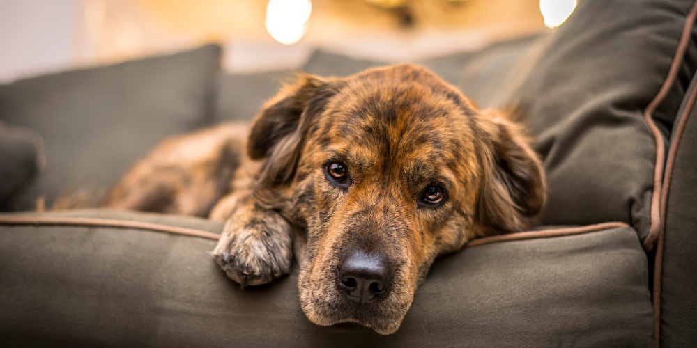 Depression In Dogs