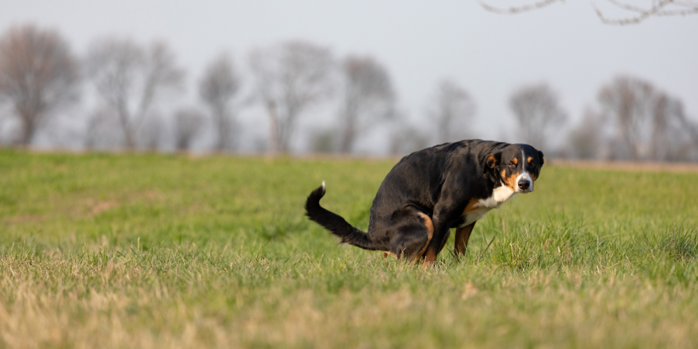 Doog Scooting On Grass