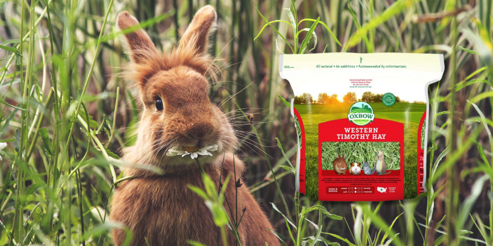 What Fruits and Vegetables are Safe For Rabbits to Eat