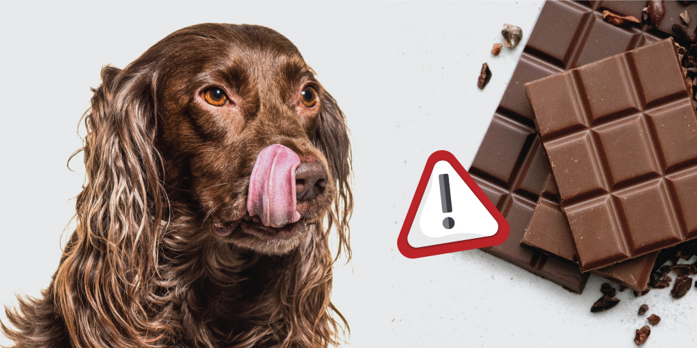 Why Dogs Can't Eat Chocolate