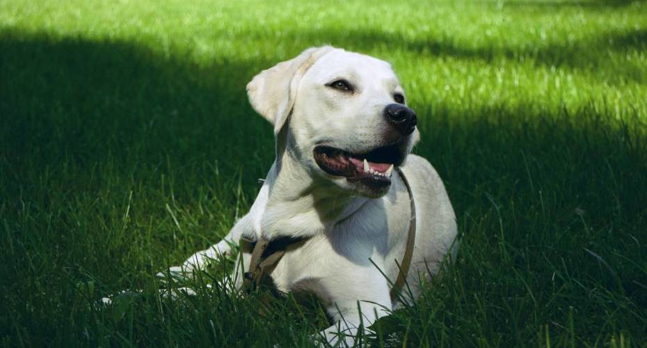 A Labrador is resting happily on some beautiful green grass