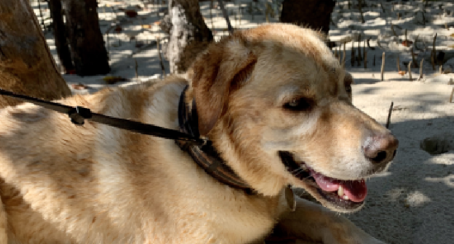 Abby sitting in the shade